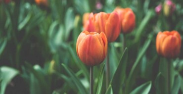 Et ratione sit maxime est et